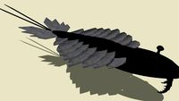 Anomalocaris canadensis