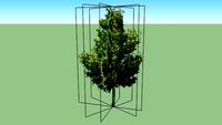 Tree near Main Town gates