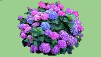 2D Hydrangea 'Endless Summer'