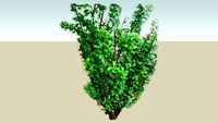 vegetacion