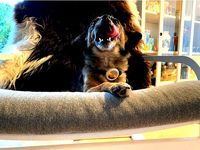 Dog collar airtag holder by lecrisp