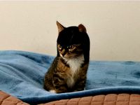 PUSS DREDD!!! Judge Dredd Helmet For Your Cat! by ShaneGoodwin501