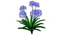 Agapanthus africanus