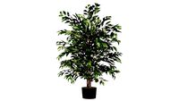 Floral-Tree Smilax