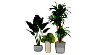 Composition de plantes exotiques en pot grès et marbre