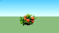 ixora