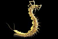 Giant Centipede
