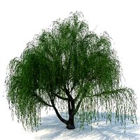willow tree