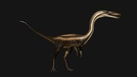 Coelophysis