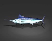 Blue Marlin