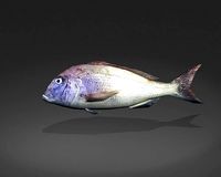 Steenbras