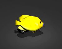 Three-spot Angelfish
