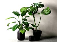 Sinnerlig Pots with Monstera and Peace Lily