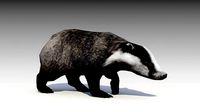 Badger