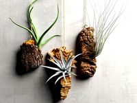 Driftwood with Plants 3