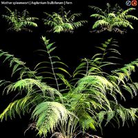 Mother spleenwort - Asplenium bulbiferum - Fern 01