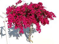 Bougainvillea-05
