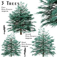 Set of Picea Pungens or Blue Spruce Trees - 3 Trees