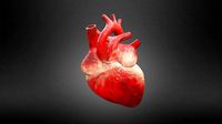 Human Heart