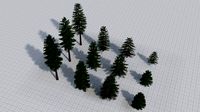 Larch Pine Tree