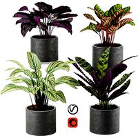 calathea Collection 2