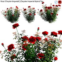 Rosa Chrysler Imperial - Chrysler Imperial Hybrid Tea - 01