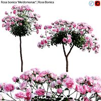 Rose - Rosa bonica Meidomonac - Rose Bonica - 02