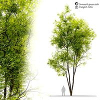 Fraxinus pennsylvanica Summit- Summit green ash