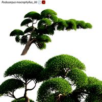 Podocarpus macrophyllus 06