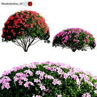 Rhododendron 02