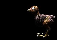 Dinosaur Chicken