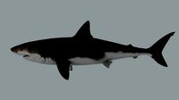 Megalodon Shark