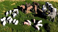 Farm Animals