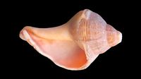 Broken Tulip Sea Shell