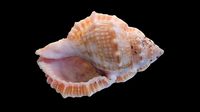 Angular Triton Sea Shell