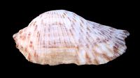 Zebra Ark Sea Shell