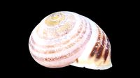 Grove Band Snail Shell