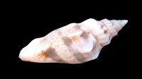 Juvenile Conch Sea Shell