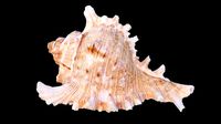Colored Murex Sea Shell