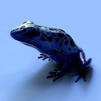 Blue poison dart frog arrow frog Dendrobates tinctorius azureus