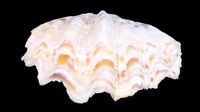 Bivalve Sea Shell