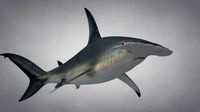 Great Hammerhead Shark Rigged C4D