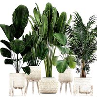 Houseplants in a white basket rattan for the interior 713