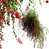 Bougainvillea - 07