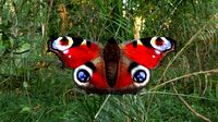 beautiful peacock butterfly