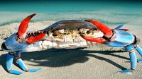 Blue Crab