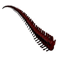 Giganotosaurus Tail Set Skeletons
