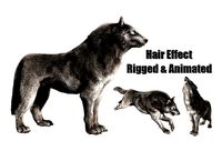 wolf wild dog husky beast howl hair