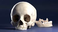 Female Skull