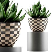 Plants Collection 118